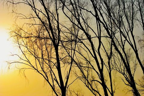 日落，太阳，树，阳光，天空，树木，阴影，光