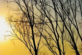 日落，太阳，树，阳光，天空，树木，阴影，光