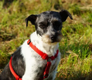 狗，母狗，动物，肖像，脸，好，关闭，宠物