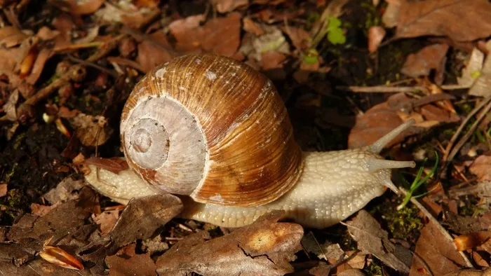 蜗牛，Wirbellos，动物，自然，螺旋Pomatia