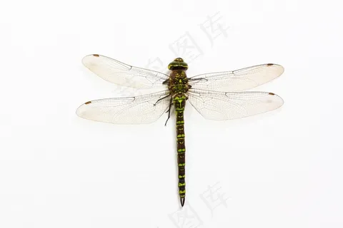 蜻蜓，昆虫，动物，翅膀，甲壳质，闪亮，绿色