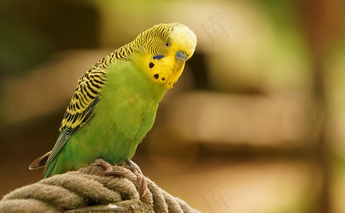 虎皮鹦鹉，绿色，鸟，羽毛，全身羽毛，长尾小鹦鹉