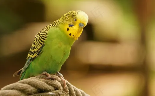 虎皮鹦鹉,绿色,鸟,羽毛,全身羽毛,长尾小鹦鹉 虎皮鹦鹉,绿色,鸟,羽毛,全身羽毛,长尾小鹦鹉