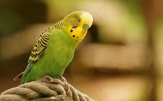 虎皮鹦鹉，绿色，鸟，羽毛，全身羽毛，长尾小鹦鹉