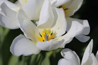 花，开花，关闭，野花，白