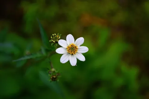 白花,花,开花,植被,野花 白花,花,开花,植被,野花
