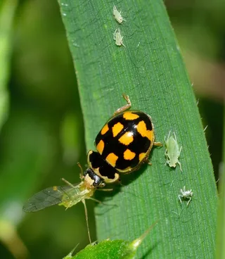 瓢虫，甲虫，三部曲，Quatuordecimpunctata