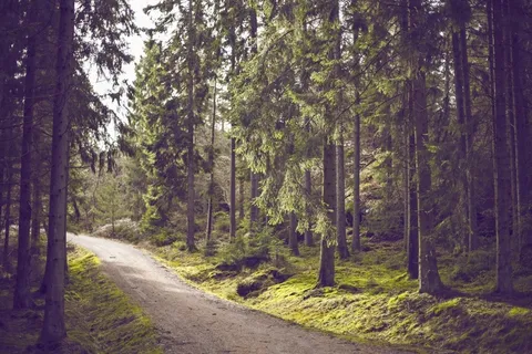 森林，户外，树木，径，路径，迷航，森林