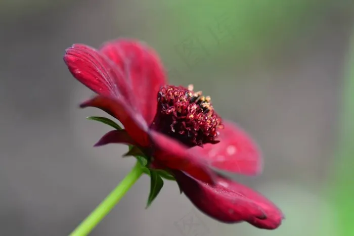 花，红色，花园