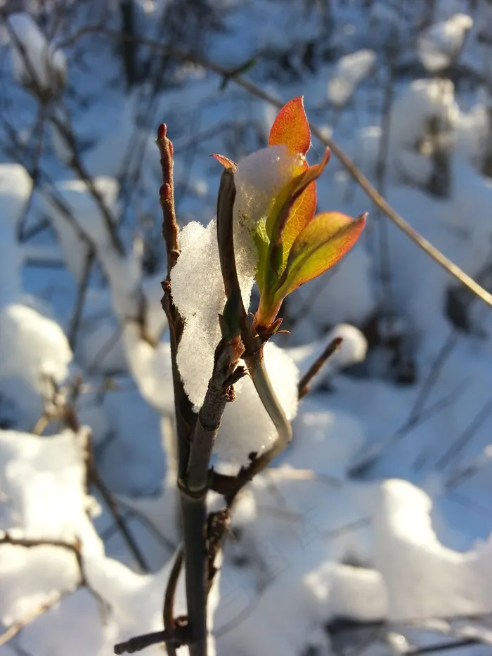 雪，芽，春天觉醒，下雪，冬季魔术