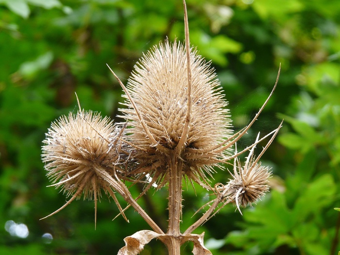 蓟，褪色，植物，植物群，性质，花卉，干