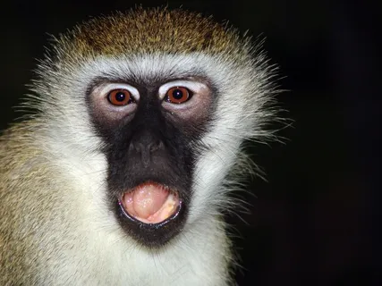 猴子,Makake,非洲,肯尼亚 猴子,Makake,非洲,肯尼亚