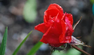 玫瑰，红色，花，性质，花的，植物，花束