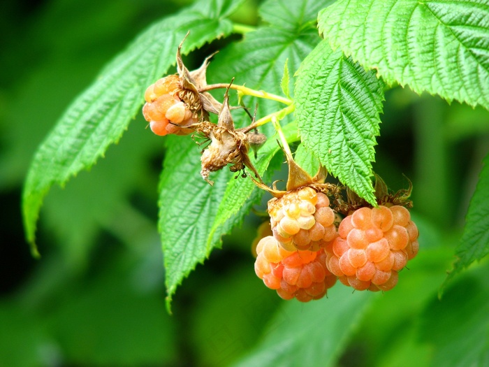 覆盆子，浆果，水果，布什，水果，软果