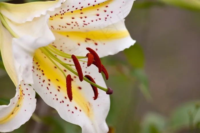 花，性质，植物，开花，盛开，春天，宏