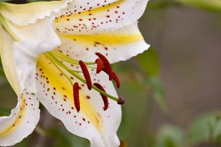 花，性质，植物，开花，盛开，春天，宏