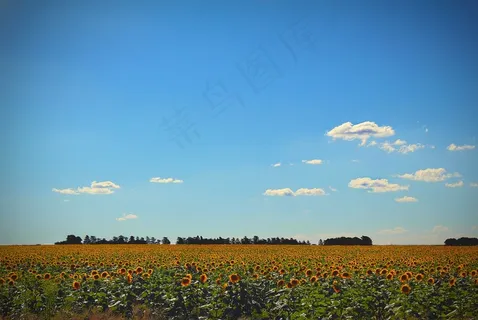 向日葵,天空,黄色,花,向日葵田 向日葵,天空,黄色,花,向日葵田