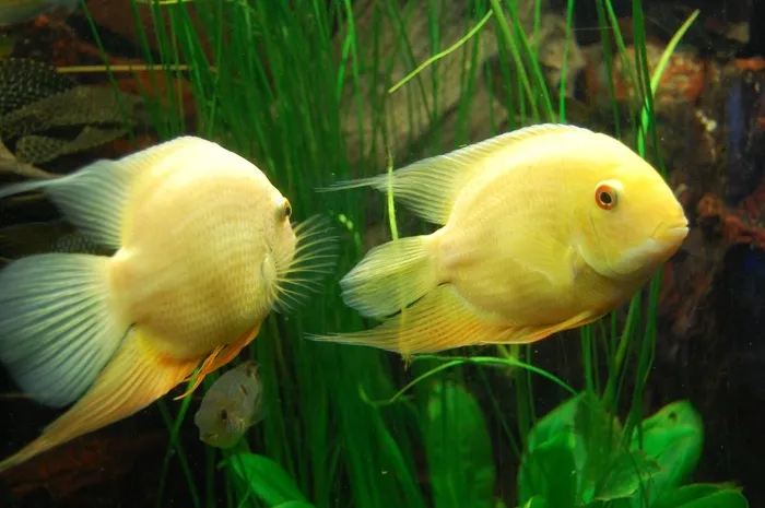 丽鱼科鱼，鱼，水族馆，水下世界，水下
