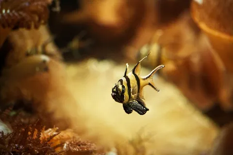 鱼，水族馆，Meeresbewohner，水下