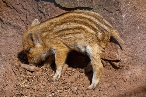 野猪，动物，野生，动物世界，动物园，野生动物公园