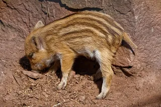 野猪，动物，野生，动物世界，动物园，野生动物公园