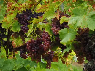 葡萄酒浆果，葡萄，浆果，蓝色，豆荚，葡萄藤，葡萄