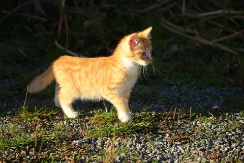 猫,小猫,猫宝宝,年轻的猫,年轻的猫,鲭鱼 猫,小猫,猫宝宝,年轻的猫,年轻的猫,鲭鱼
