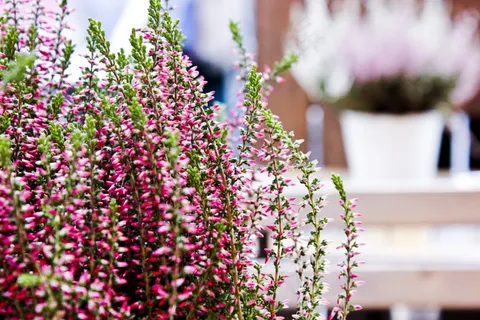 花，粉红色，旅行