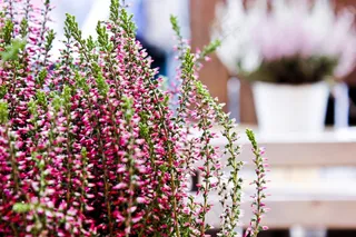 花，粉红色，旅行