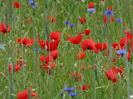 罂粟，红色，鲜花，草地，花草甸，夏天