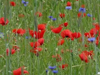 罂粟，红色，鲜花，草地，花草甸，夏天