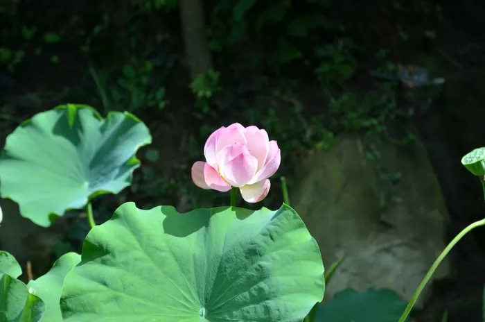莲花，花，荷叶
