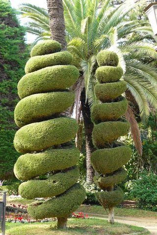 树，大自然，树木，绿色，植物，夏天，树木修剪