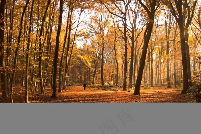 森林，沃克，流浪者，雾，阳光，秋季