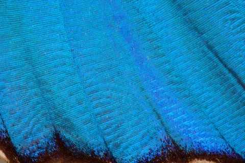 蝴蝶，异国情调，南美洲，亚马逊，虹彩