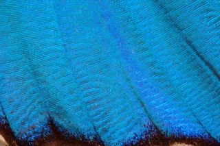 蝴蝶，异国情调，南美洲，亚马逊，虹彩