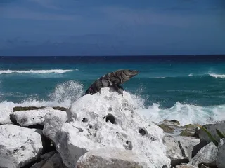 鬣蜥科，爬行动物，爬行动物，墨西哥，科苏梅尔，龙