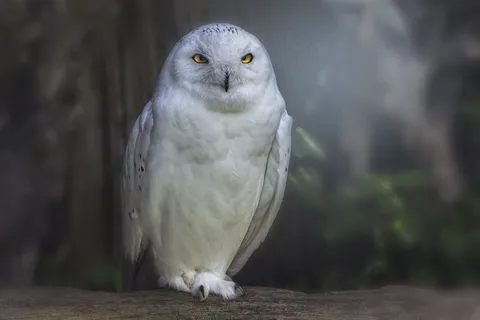 猛禽,猫头鹰,鸟,动物世界,全身羽毛 猛禽,猫头鹰,鸟,动物世界,全身羽毛