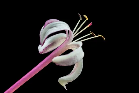 桑赛夫人,粉红色,开花,花,花 桑赛夫人,粉红色,开花,花,花