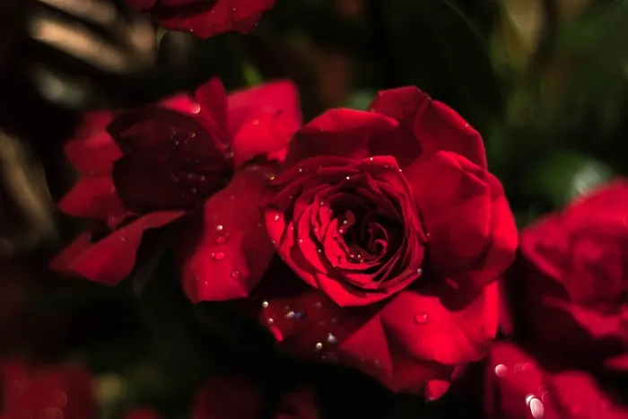 玫瑰，红玫瑰，花