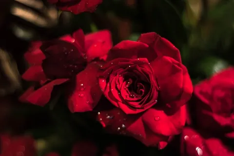 玫瑰,红玫瑰,花 玫瑰,红玫瑰,花