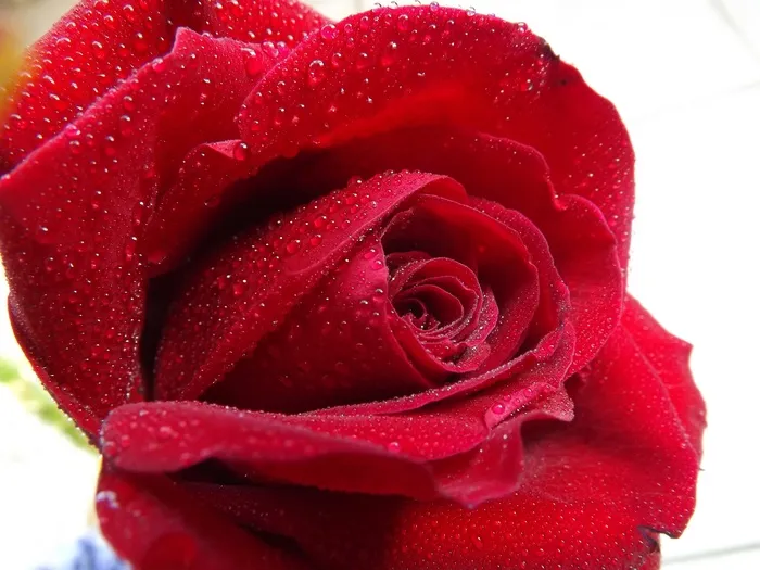 玫瑰，露水，水，红色，花瓣，花
