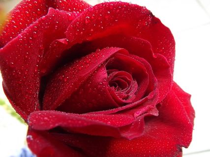 玫瑰，露水，水，红色，花瓣，花