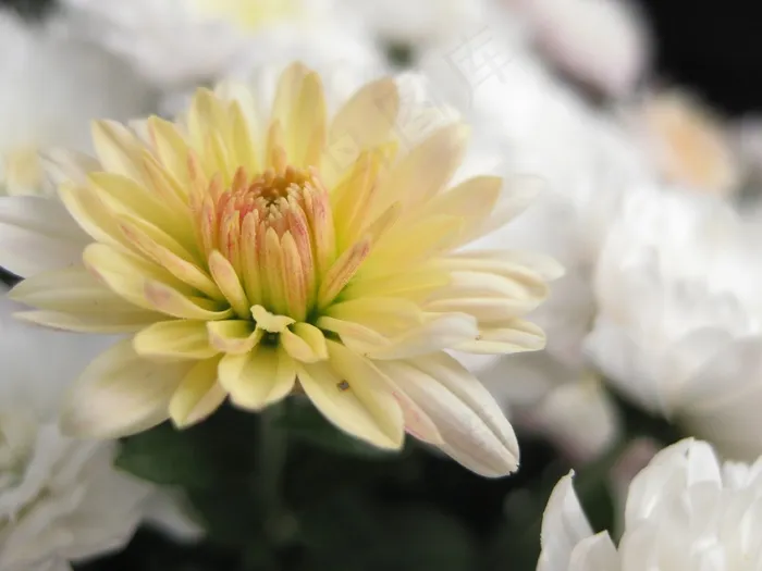 菊花，花，菊科，秋天