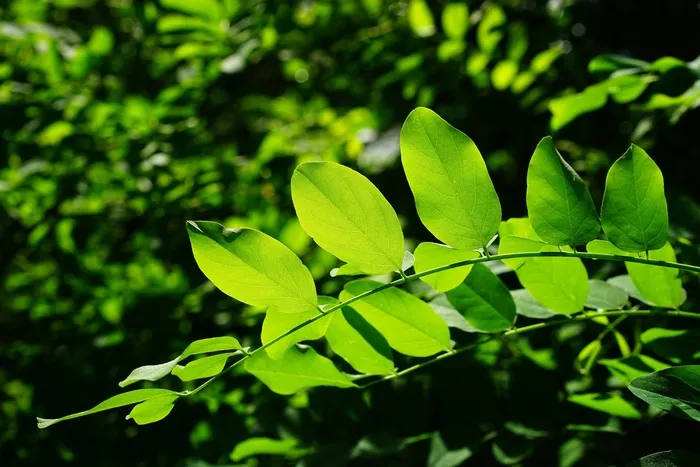 叶子，绿色，常见的枫树，树，绿色阴影