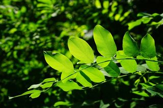 叶子，绿色，常见的枫树，树，绿色阴影