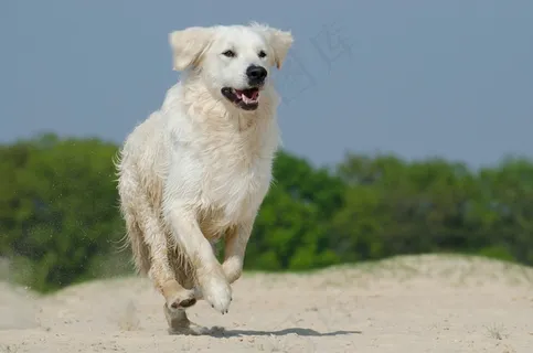 金毛寻回犬,播放,狗,毛皮,阳光明媚,海滩 金毛寻回犬,播放,狗,毛皮,阳光明媚,海滩