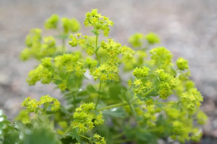 Frauenmantel，鲜花，植物
