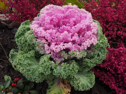 观赏白菜,叶子,克劳斯,Fraktalähnlich 观赏白菜,叶子,克劳斯,Fraktalähnlich
