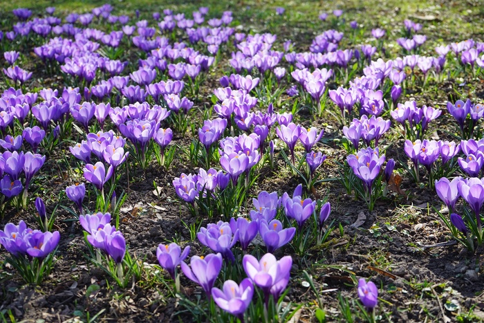 番红花，鲜花，植物，春天，Frühlingsblüher，紫